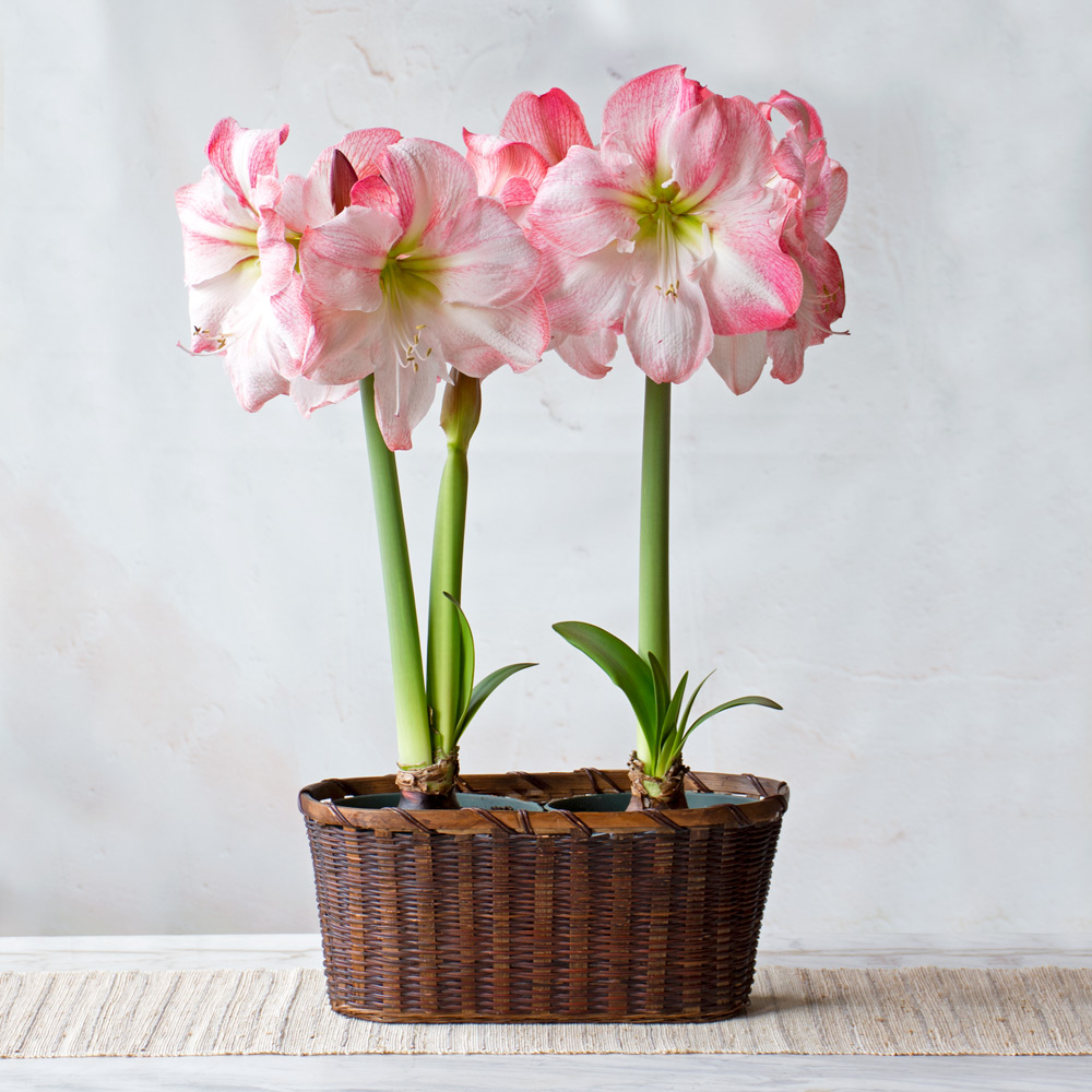 Amaryllis 'Blossom Grandise'
