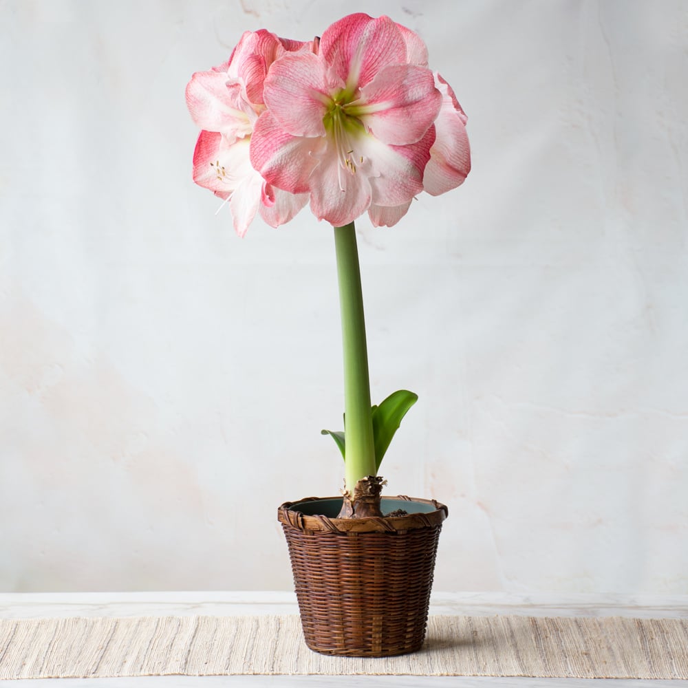 Amaryllis 'Blossom Grandise,' one bulb in woven basket