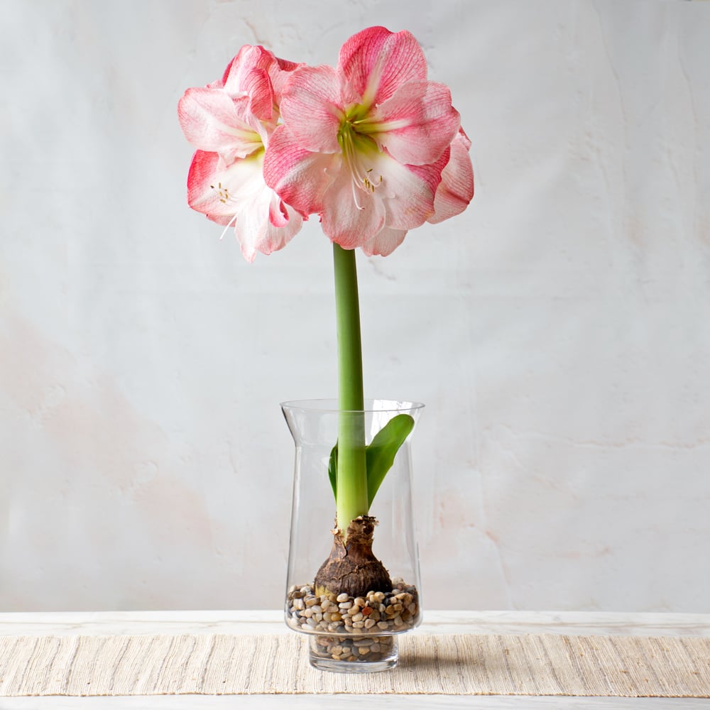 Amaryllis 'Blossom Grandise'