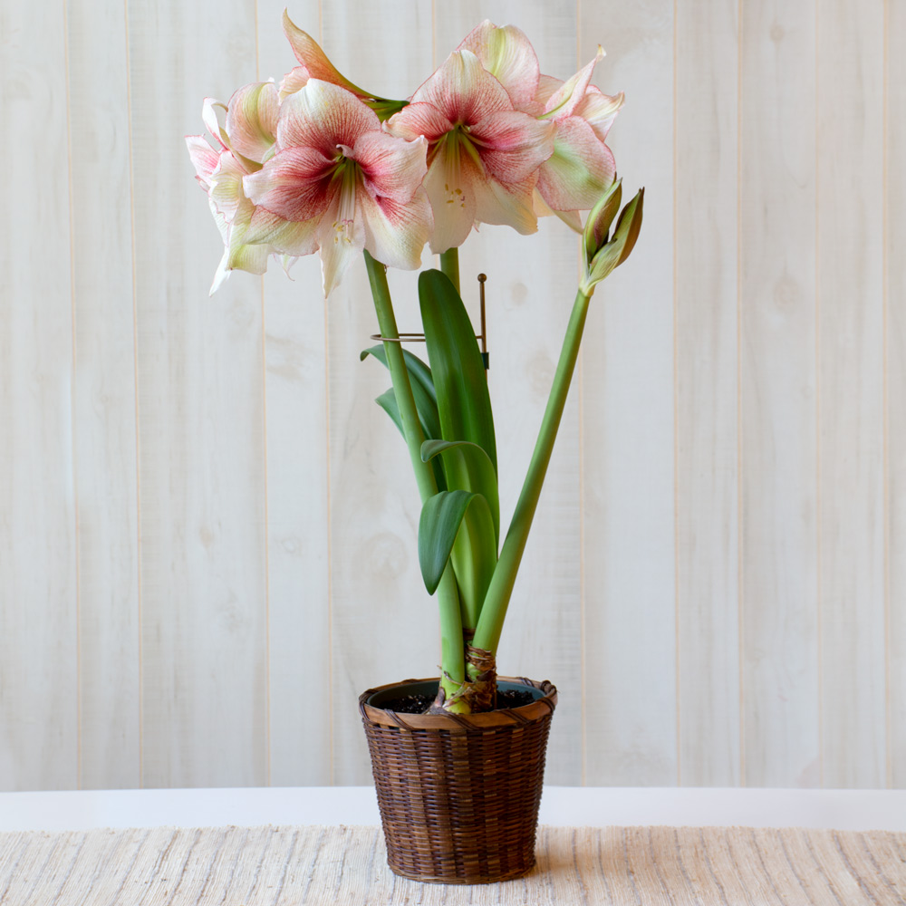 Amaryllis 'Grandise Fantasy'