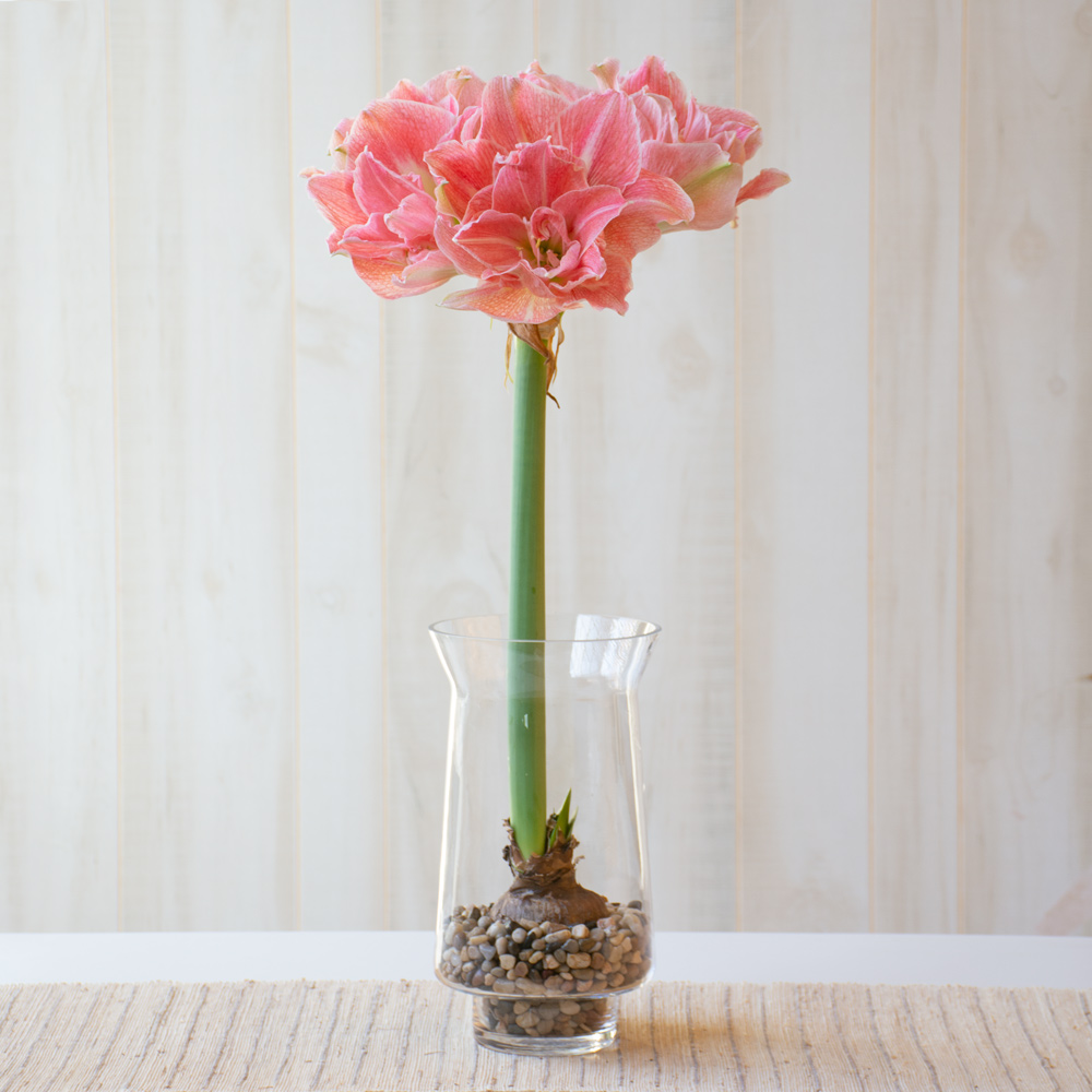 Amaryllis 'Lovely Nymph'