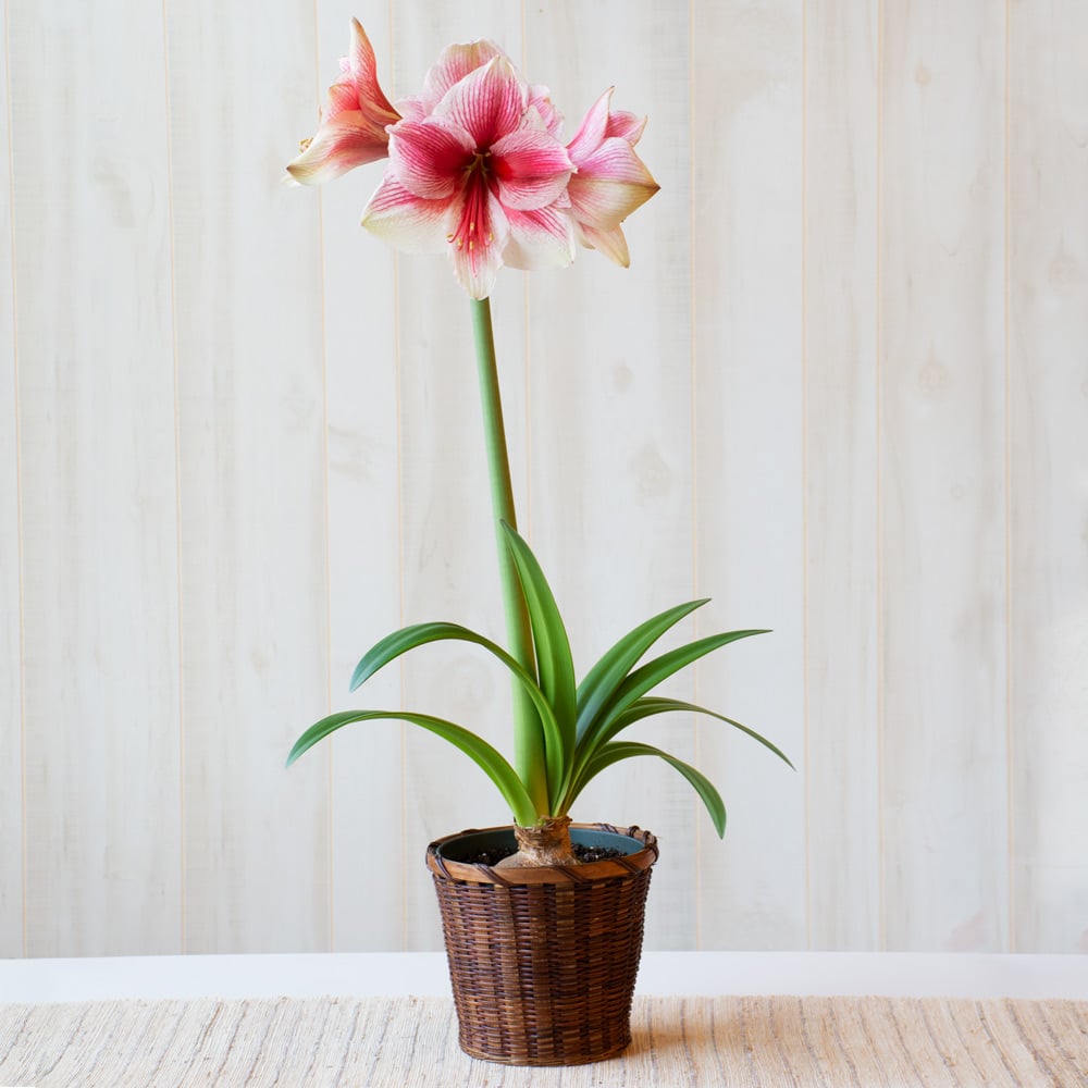 Amaryllis 'Pink Beauty,' one bulb in woven basket