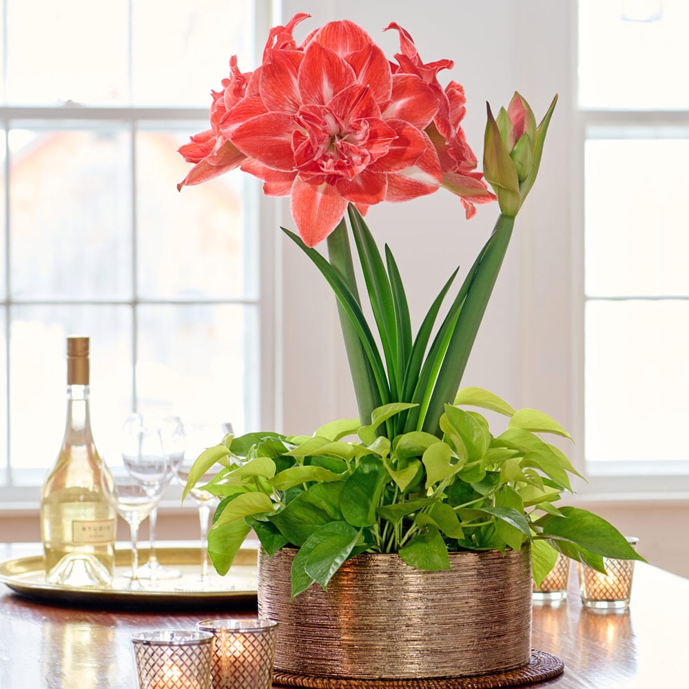 Amaryllis 'Sunshine Nymph'