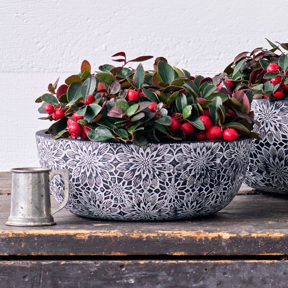 Wintergreen Dish Garden Kit in Chrysanthemum Bowl