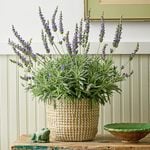  Lavender 'Goodwin Creek Grey' in Seagrass basket