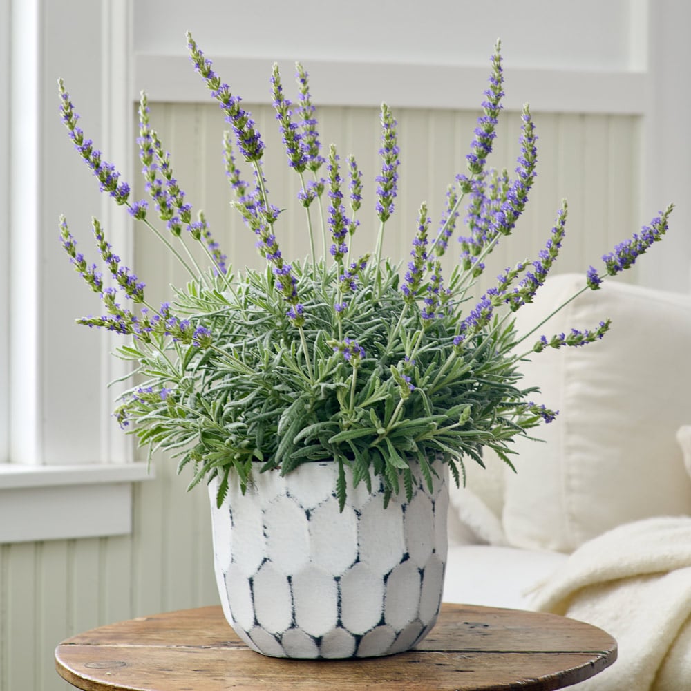 Lavender 'Goodwin Creek Grey' in white-washed ceramic cachepot