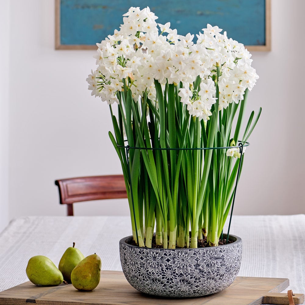 Paperwhite Kit with Chrysanthemum Bowl