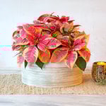  Marble Poinsettia Dish Garden Kit