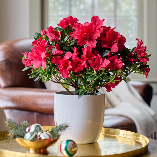 Red Azalea in white ceramic cachepot