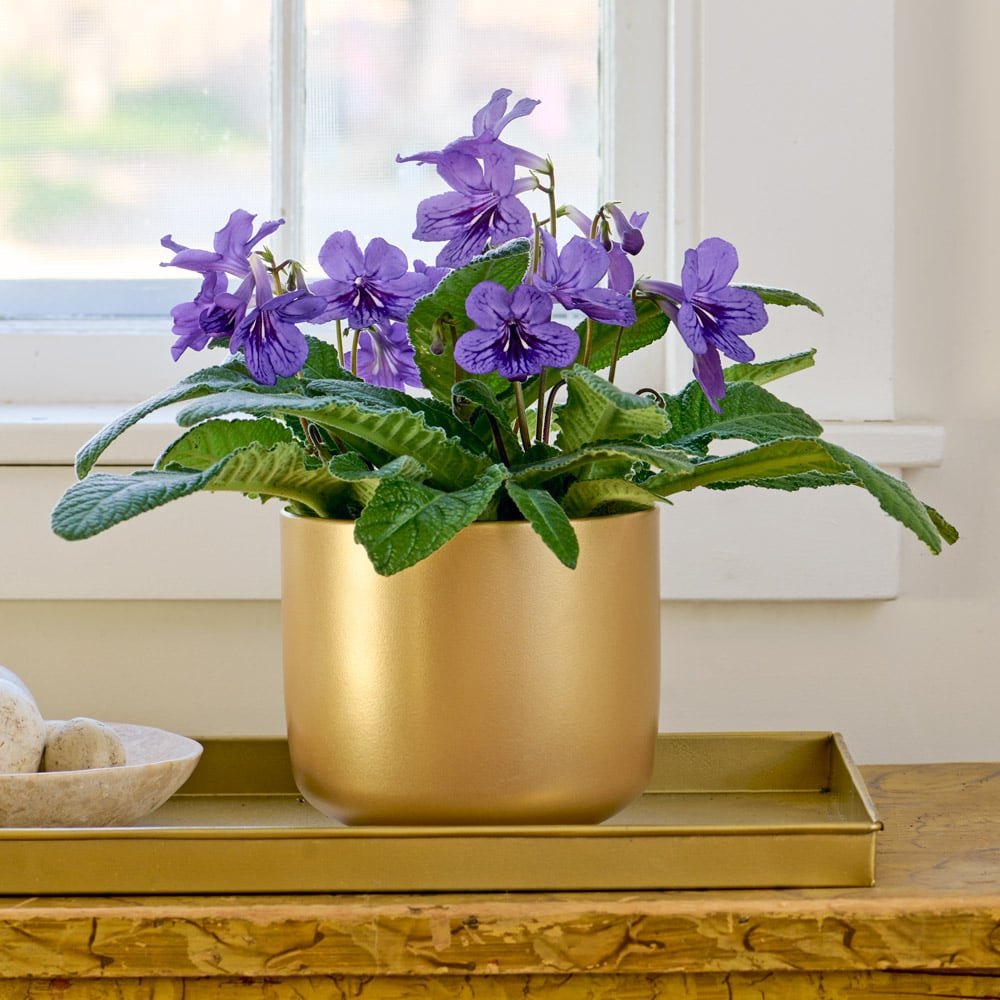 Cape Primrose 'Blueberry' in gold-toned ceramic cachepot