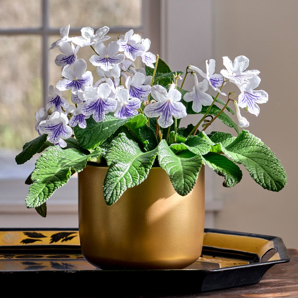 Cape Primrose 'White Ice' in gold-toned ceramic cachepot