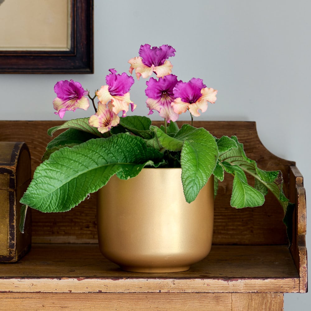 Cape Primrose 'Yellow Pink Cap' in gold-toned ceramic cachepot