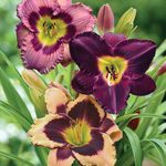  Sultry Eyes Hemerocallis Mix