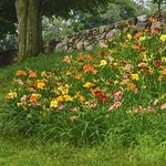  Crescendo Daylily (Hemerocallis) Collection