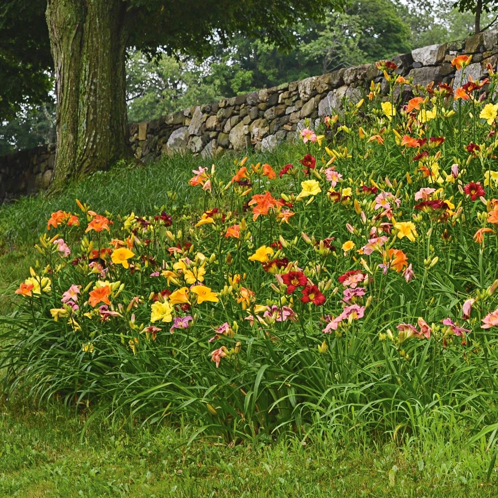 Crescendo Daylily (Hemerocallis) Collection