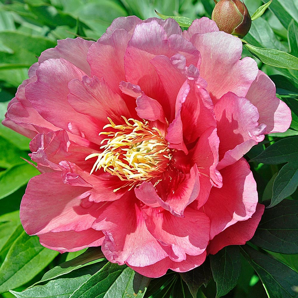 Peony 'Hillary' - Itoh Peony