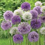  Allium Collection Garden Globes