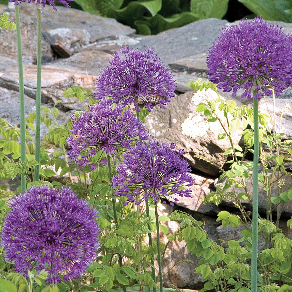 Allium Collection Garden Globes | White Flower Farm