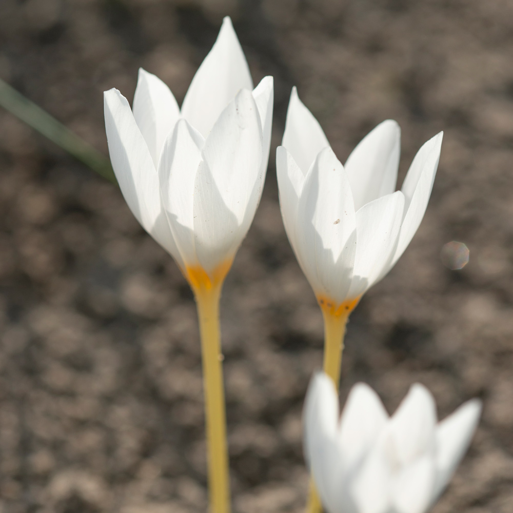 Fall-Blooming Crocus Mix