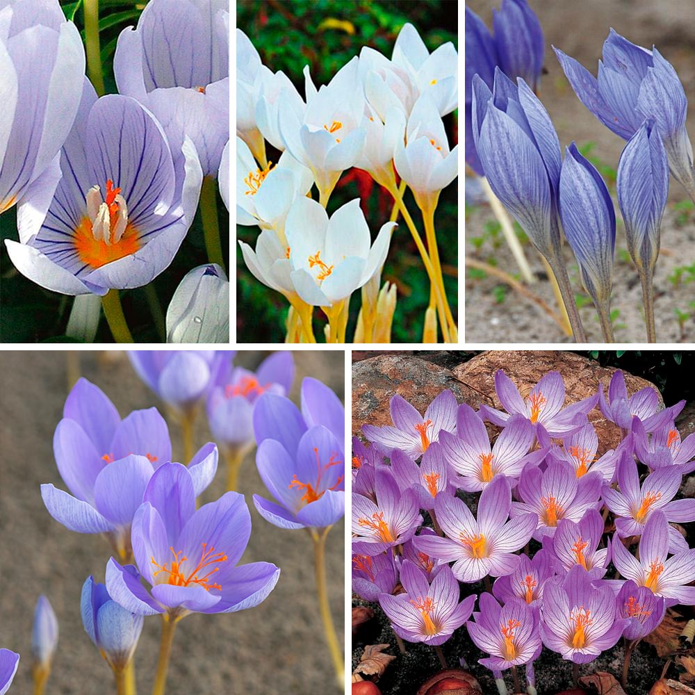 Fall-Blooming Crocus Mixture Flower Farm