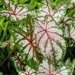  White Caladium