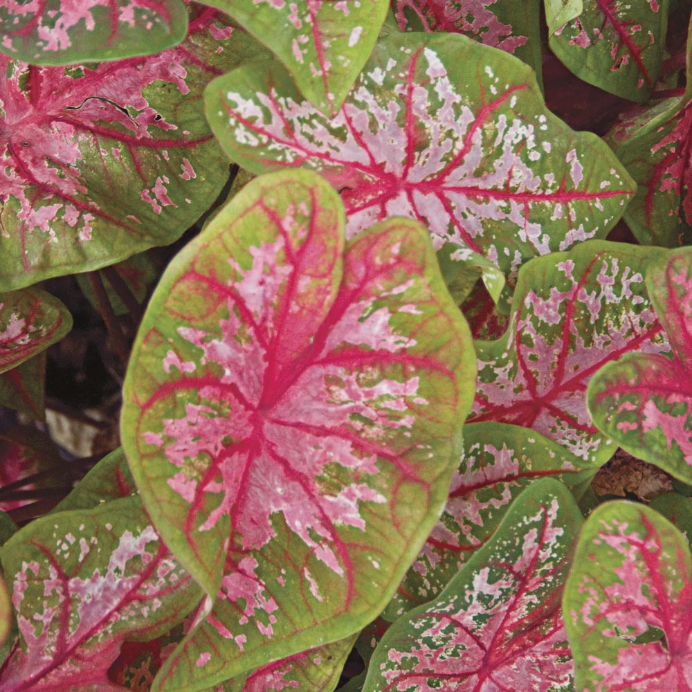 Pink Caladium