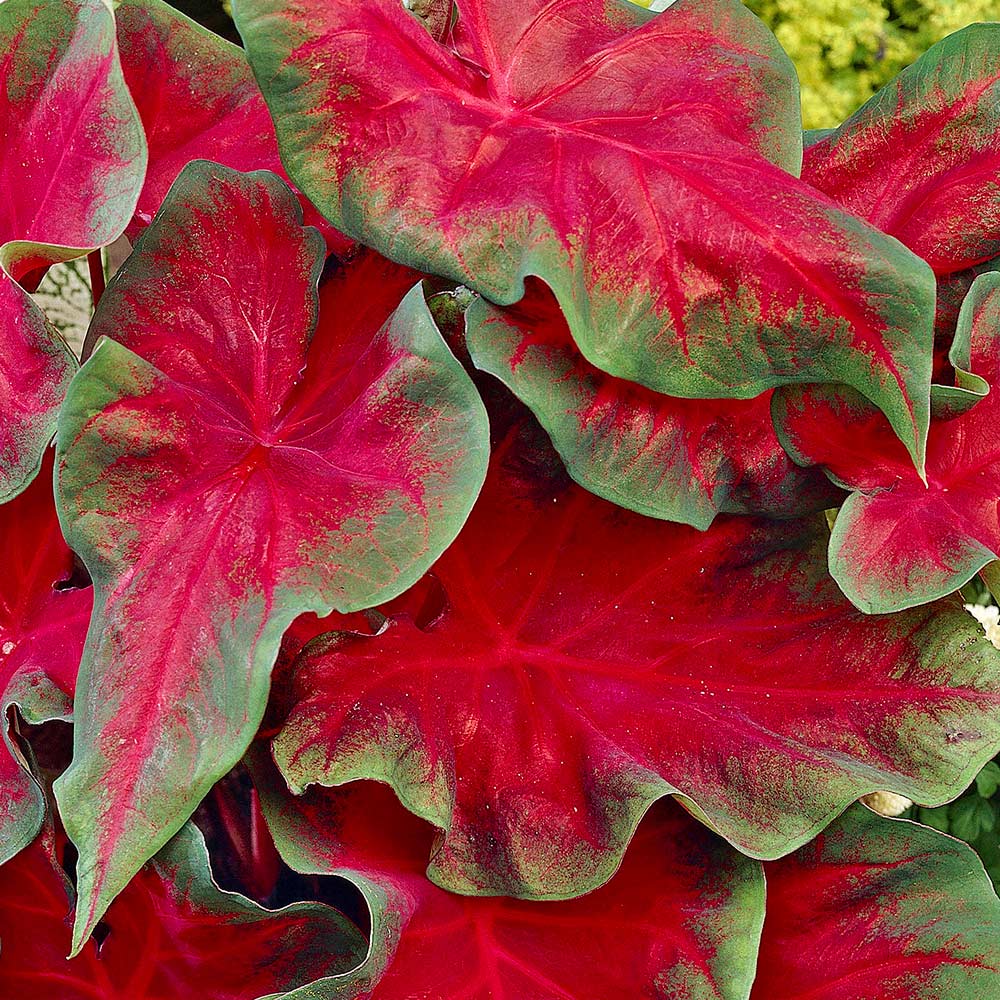 Red Caladium