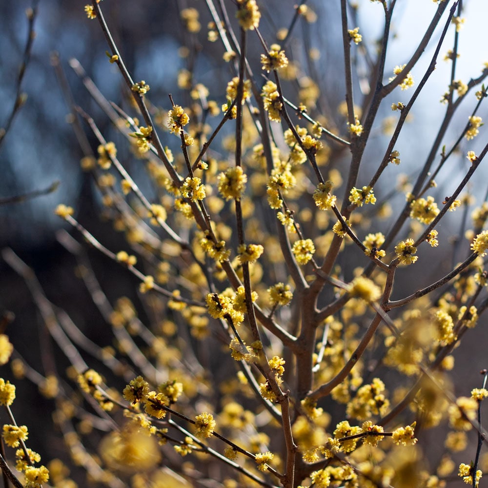 Lindera benzoin