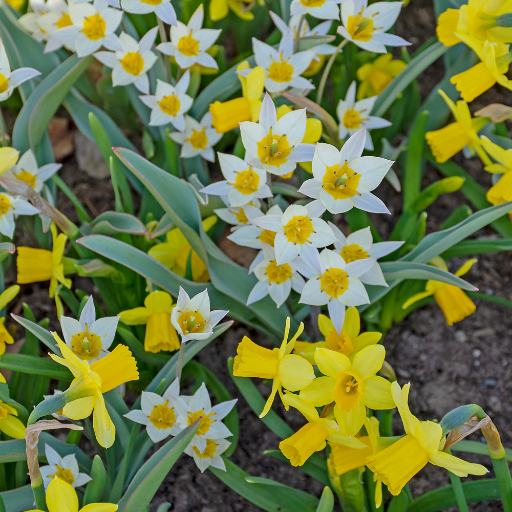 Little Stars of Spring Duo