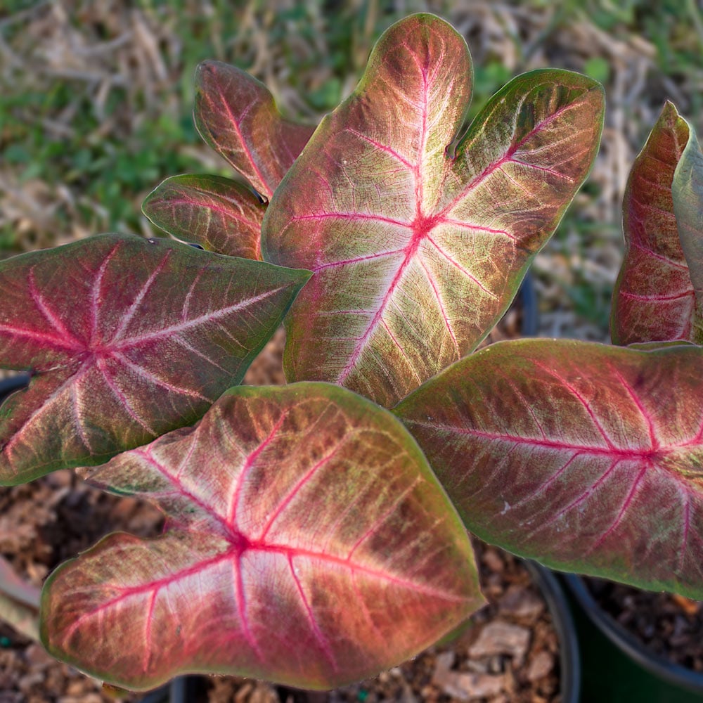 Caladium 'Berries 'N Burgundy' 