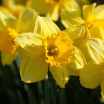  Narcissus 'Carlton'