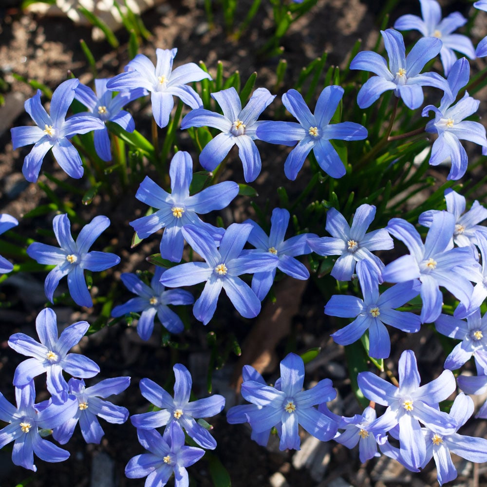 Chionodoxa forbesii