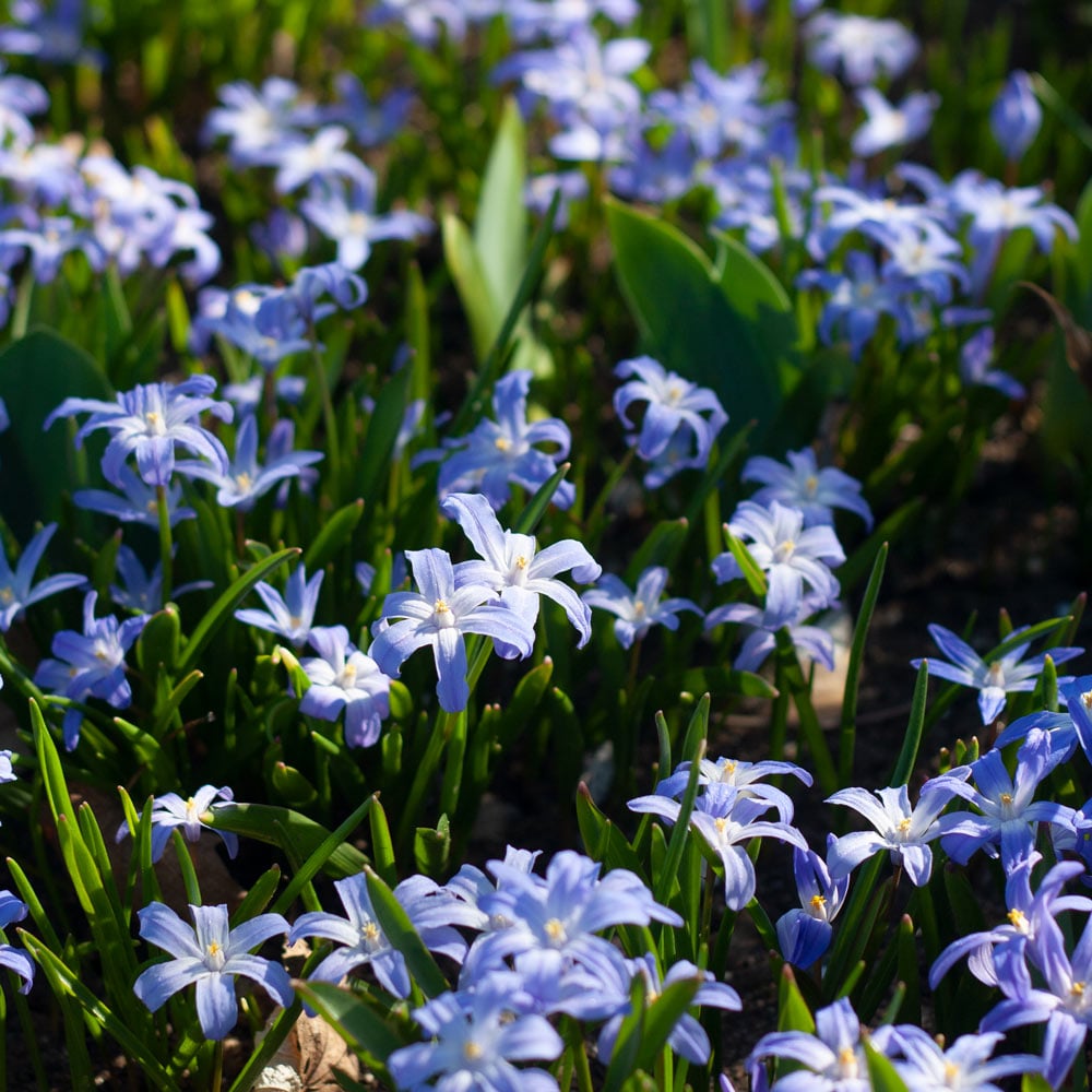 Chionodoxa forbesii Fall-Planted Flower Bulbs – Hudson