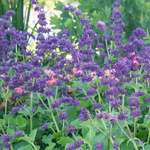 Deer-Resistant Plants & Bulbs