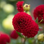 Miniature Dahlias: 2-4