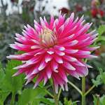 Giant Dahlias: 10