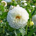 White Dahlias
