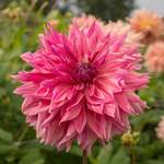 Dinnerplate Dahlias