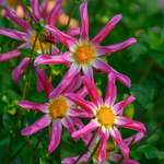 Specialty Dahlias