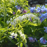  Dicentra spectabilis 'Alba'