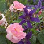 Rose & Clematis Collections