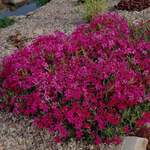 Ground Covers for Sun