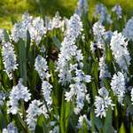 Fragrant Plants & Bulbs