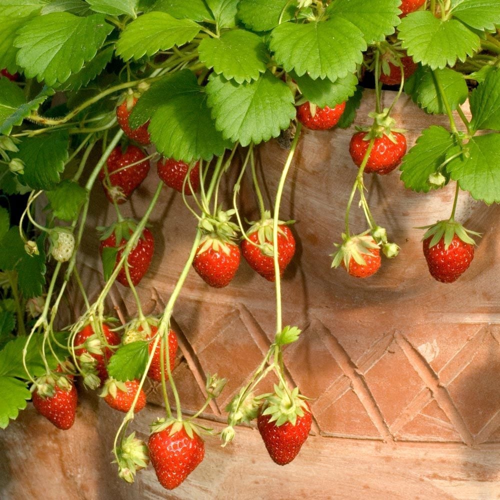 Strawberry Plants White Flower Farm