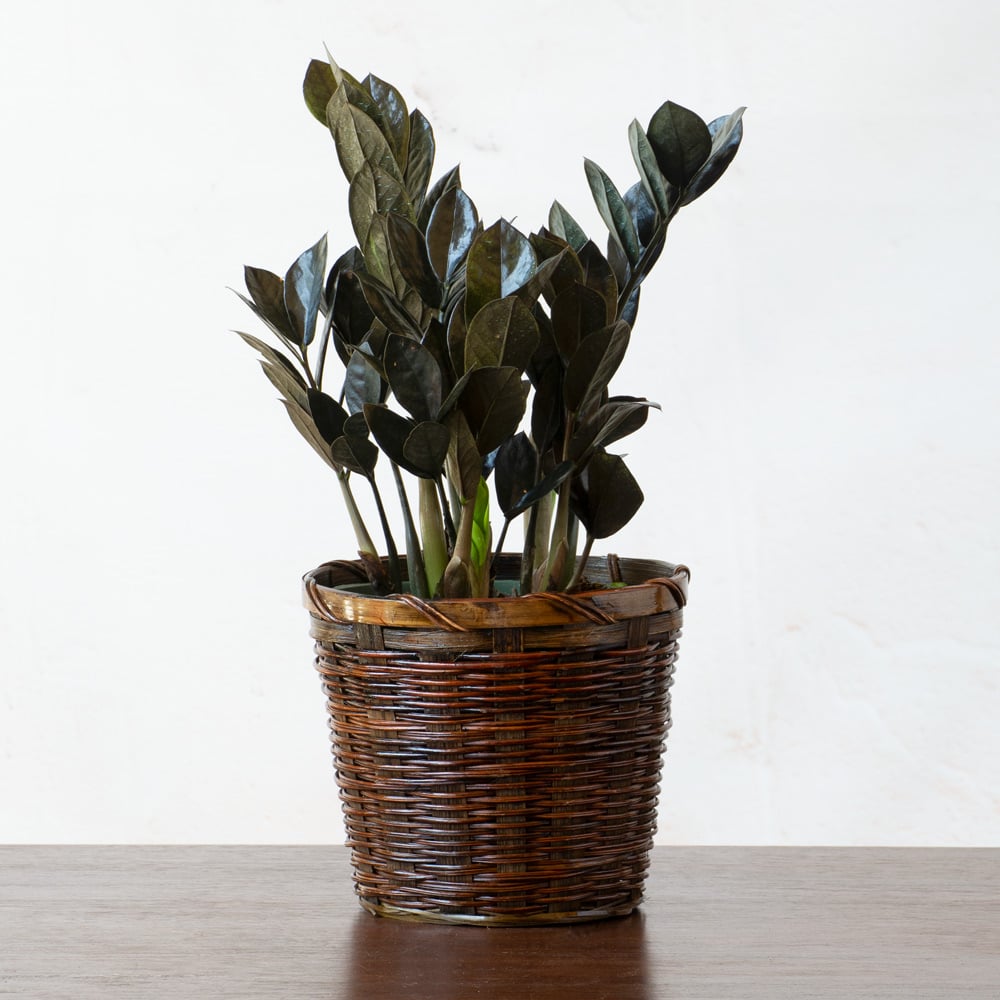 large plant pots indoor Cream Mexia Planter - Large (13