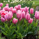 Tulip 'Big Love'