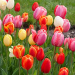  White Flower Farm Classic Perennial Tulip Mix