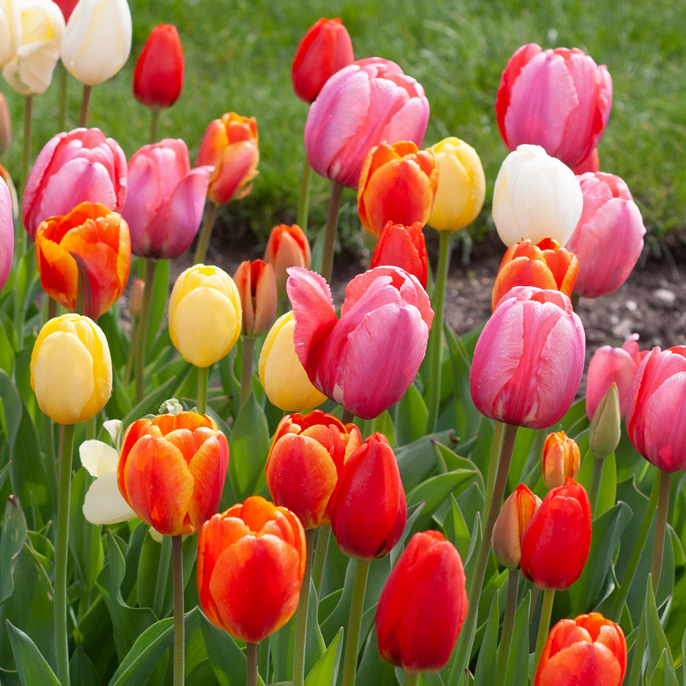 Heirloom Tulips, Old Fashioned Tulips, Perennial Tulips