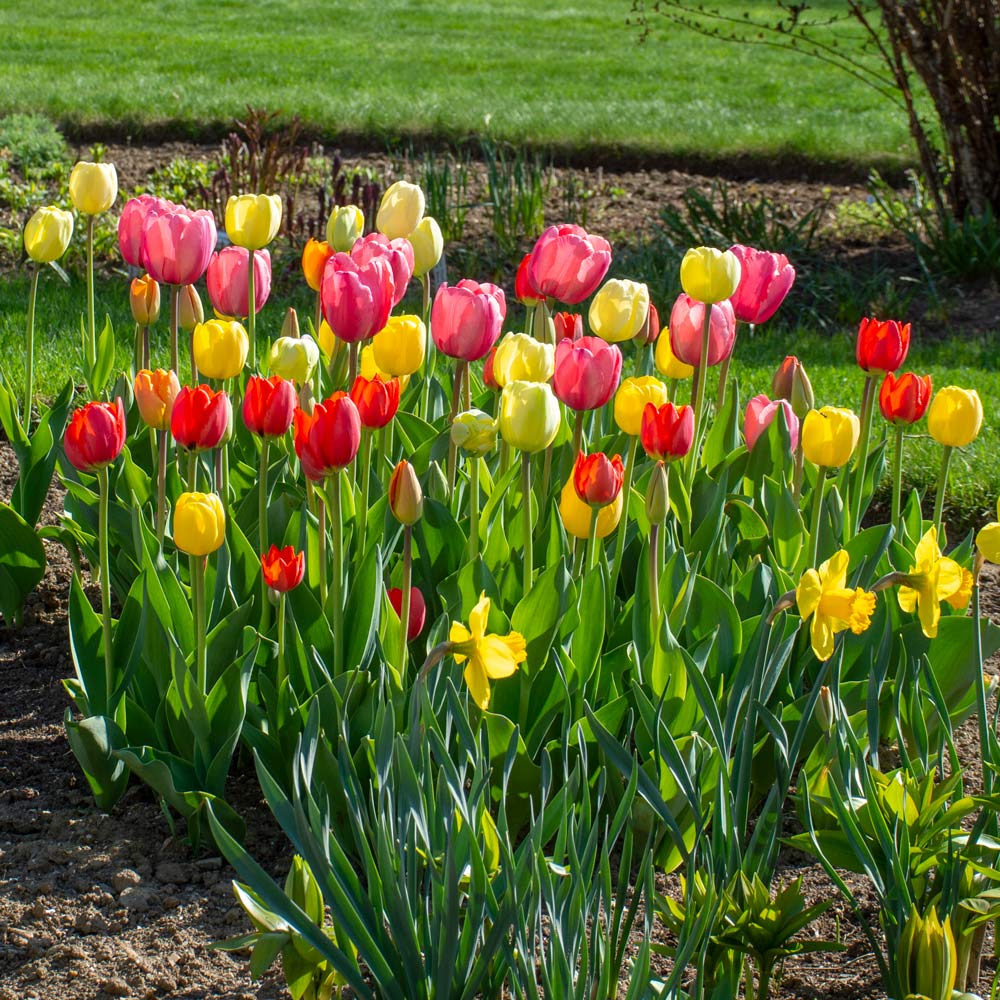 White Flower Farm Perennial Tulip Collection, 72 bulbs