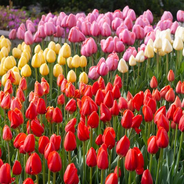 White Flower Farm Perennial Tulip Collection, 72 bulbs White Flower Farm